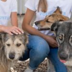 Take new project for save animal